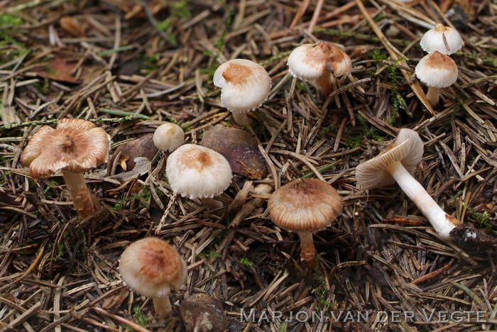 Blozende dennenvezelkop - Inocybe whitei